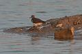Spotted Sandpiper 092008 257